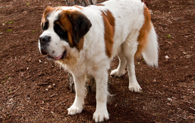 Сенбернар на земле