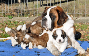 St. Bernard puppies with mom