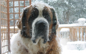 Сенбернара заметает снегом