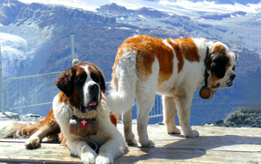 St. Bernards mountains in the background