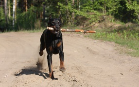 Палка в зубах добермана