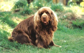 Sussex spaniel in a meadow