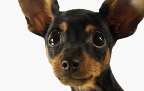 Sweetheart muzzle Chihuahua