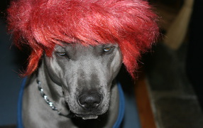 Тайский риджбек в парике