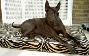 Тайский риджбек на подстилке