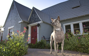 Тайский риджбек охраняет дом