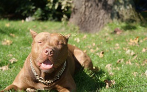 Питбуль лежит на траве