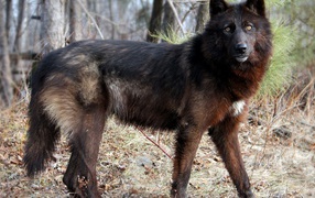 Дикая собака