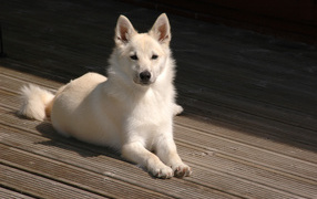 Белый окрас собаки норвежский лундехунд