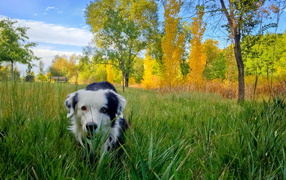 Собака в осеннем парке