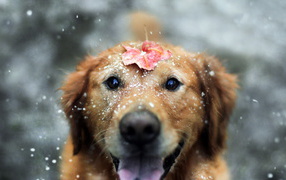 Морда собаки с листком