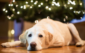 Собака под елкой