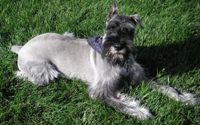 The nine-month schnauzer in the grass