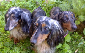 The trio of dachshunds in the bush