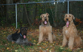 Three Airedale armed