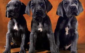 Three Doberman puppy
