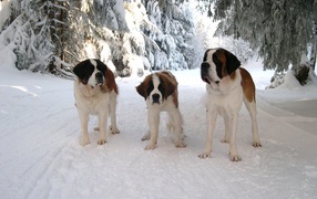 Три сенбернара в лесу