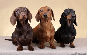 Three dachshund looking up