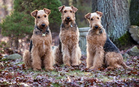 Three dogs Airedale