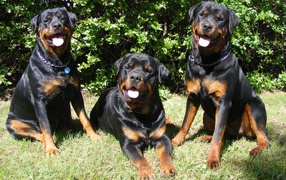 Three other Rottweiler