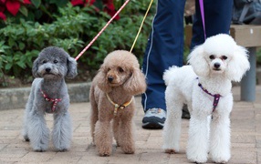 Three poodle for a walk