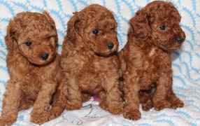 Three poodle puppy