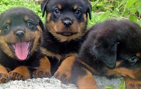 Три щенка ротвейлера