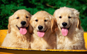 Three retriever puppy