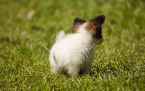 Крошечный японский хин