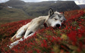 Tired Husky lay