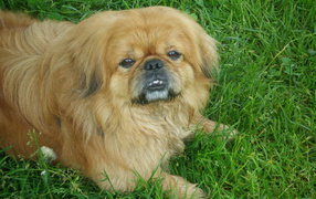 Toothy Pekingese on the grass