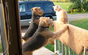 Two Airedale stick to the cat