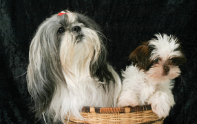 Два шитцу в корзине