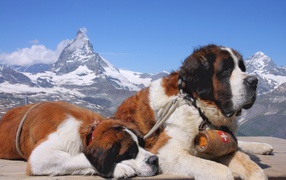 Два сенбернара в горах