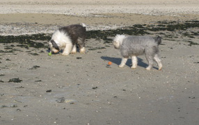 Два бобтейла на пляже