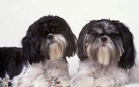 Два подстриженных шитцу