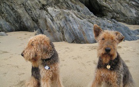 Two cute Airedale Terrier on the beach