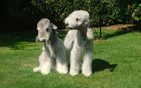 Две милых собачки бедлингтон терьер