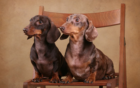 Two dachshund on a chair