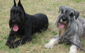Two dogs schnauzer