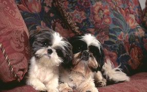 Two dogs shih tzu on the couch