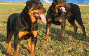 Два больших ротвейлера