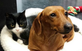 Two other dachshund and a cat