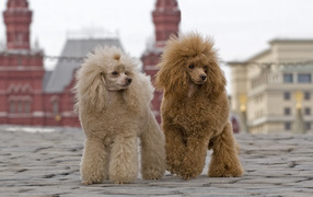 Two poodles on the Red Square