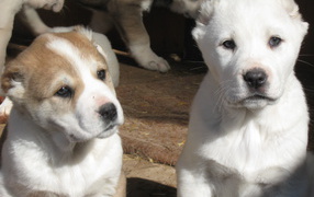 Two puppies alabai