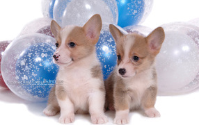 Two puppies velsh Corgi on a background of balloons
