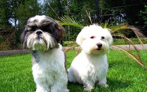 Две маленьких собаки шитцу