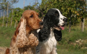 Виды английского кокер спаниеля
