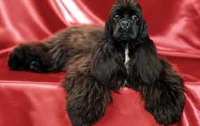 Необычный пес спаниель