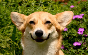 Улыбающаяся вельш-корги